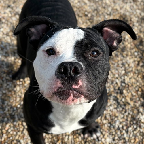 Onyx, an adoptable Pit Bull Terrier in Jefferson, WI