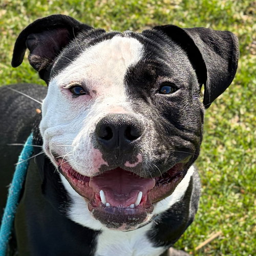 picture of the dog needing adoption