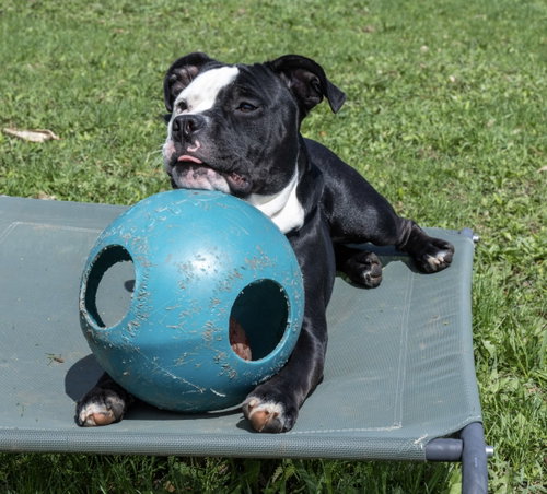 Onyx photo 4