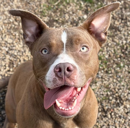 Cali, an adoptable Pit Bull Terrier in Jefferson, WI