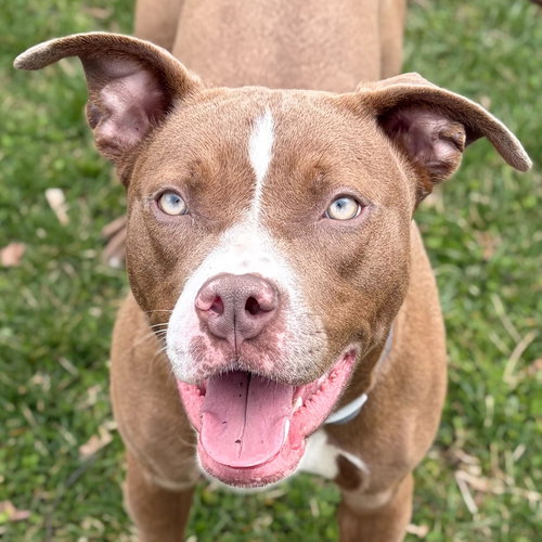 picture of the dog needing adoption