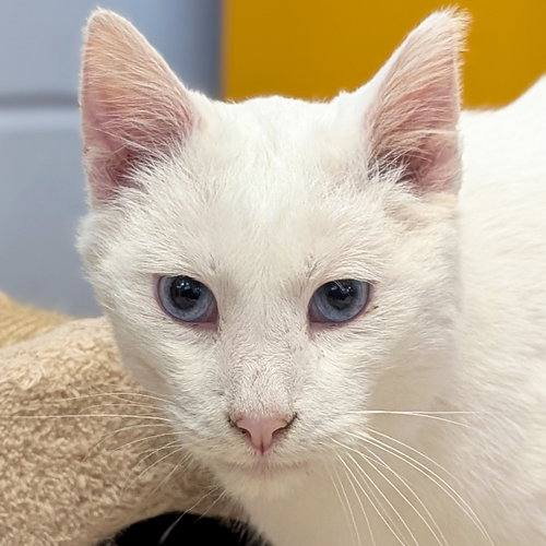 picture of the cat needing adoption
