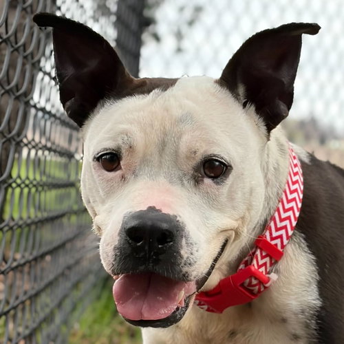picture of the dog needing adoption