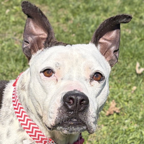 Poptart - Adoption Fee Paid!, an adoptable Terrier in Jefferson, WI