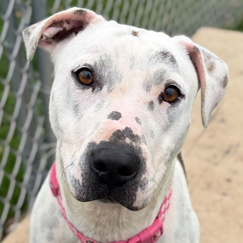 picture of the dog needing adoption