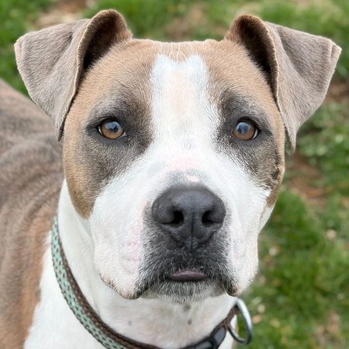 picture of the dog needing adoption