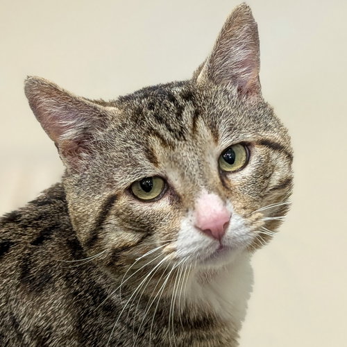 Kovidar - Name Your Own Adoption Fee!, Adult Domestic Short Hair (short coat), cat for adoption in Beloit, Wisconsin