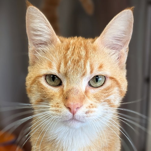 picture of the cat needing adoption