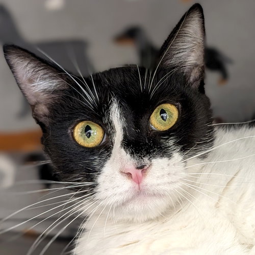 picture of the cat needing adoption