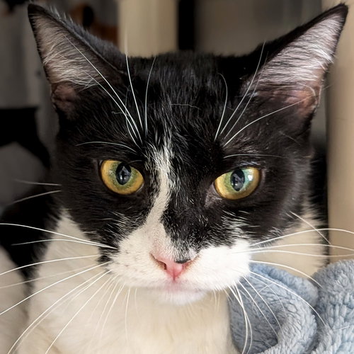 Willow, Young Domestic Short Hair (short coat), cat for adoption in Beloit, Wisconsin