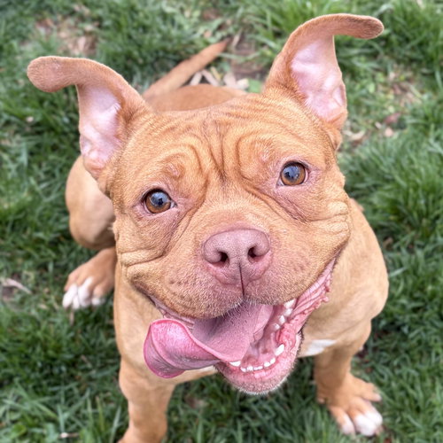 DeDe - Name Your Own Adoption Fee!, an adoptable Terrier in Jefferson, WI