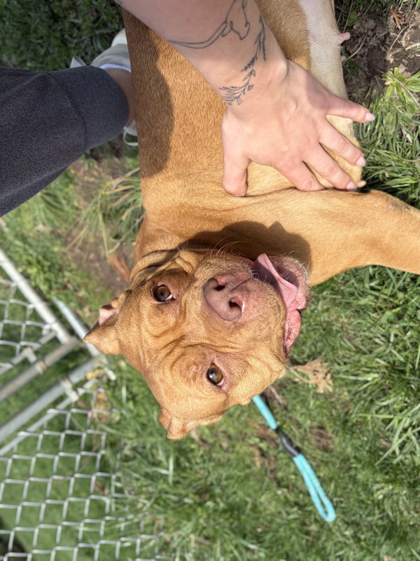 DeDe - Name Your Own Adoption Fee!