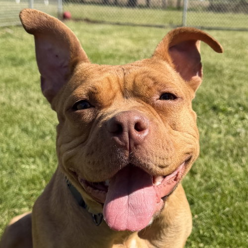 DeDe - Adoption Fee Paid!, an adoptable Terrier in Jefferson, WI
