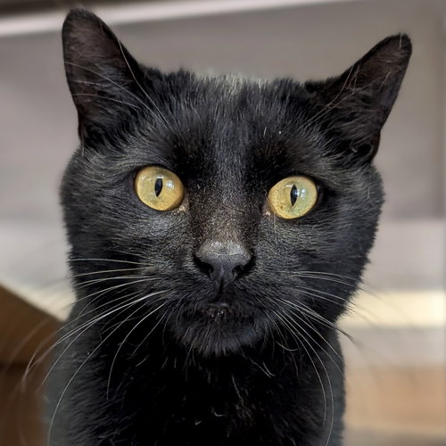 Samson, Young Domestic Short Hair (short coat), cat for adoption in Beloit, Wisconsin