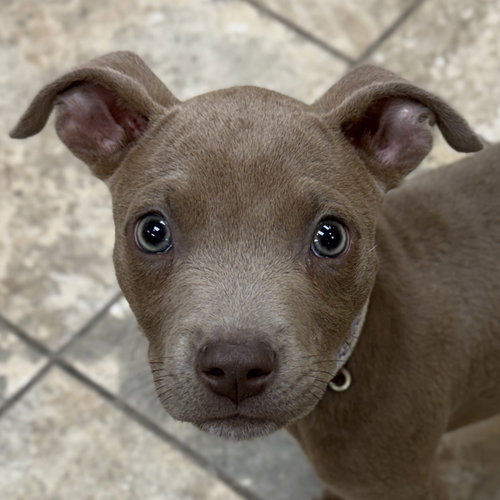Lottie, an adoptable Pit Bull Terrier in Jefferson, WI