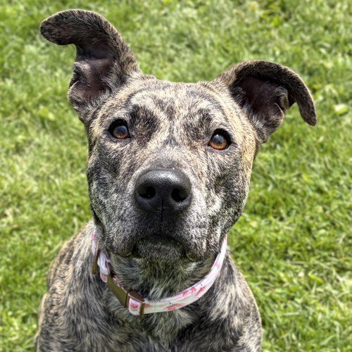 Millie - Name Your Own Adoption Fee!, an adoptable Black Mouth Cur in Jefferson, WI