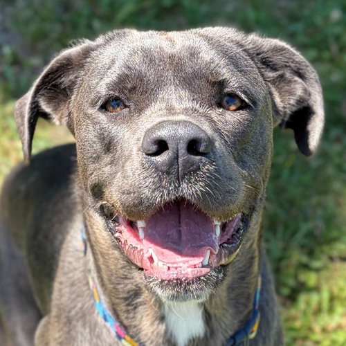 Williamette, an adoptable Cane Corso Mastiff in Jefferson, WI