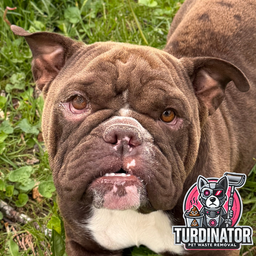 Baked Potato - Adoption Fee Paid!, an adoptable Bulldog in Jefferson, WI