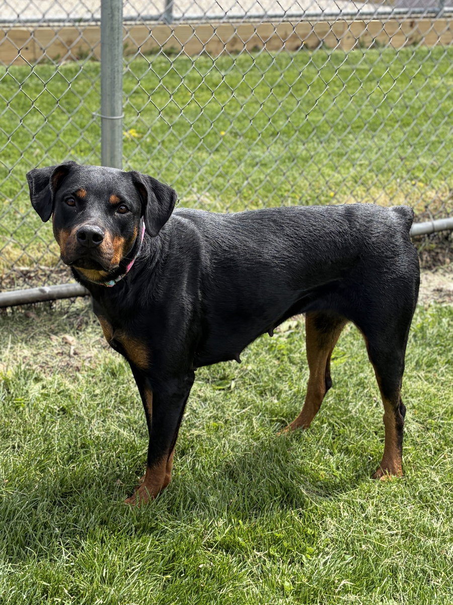 Violet - Looking For A Foster!