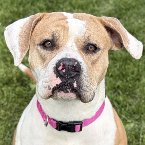 Lovey, an adoptable Bulldog in Jefferson, WI