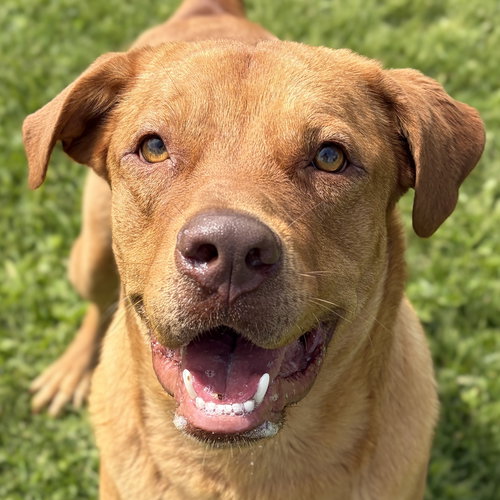 Ranger, an adoptable Labrador Retriever in Jefferson, WI