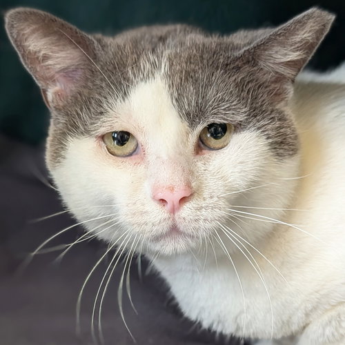 Peanut Buster Parfait - Reduced Fee!, an adoptable Domestic Short Hair in Jefferson, WI