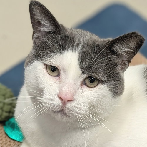 Peanut Buster Parfait - Adoption Fee Paid!, Adult Domestic Short Hair (short coat), cat for adoption in Janesville, Wisconsin