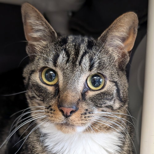 Symon, an adoptable Domestic Short Hair in Jefferson, WI