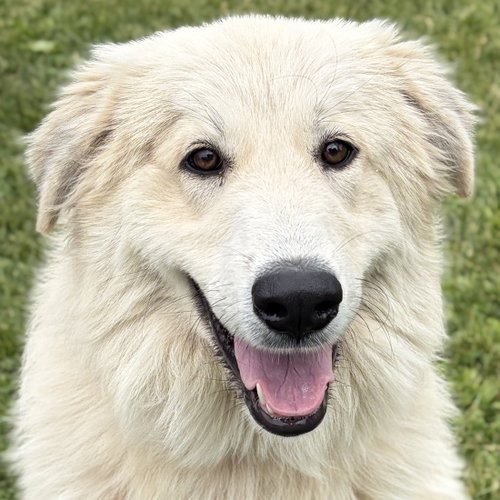 Brandy, an adoptable Great Pyrenees in Jefferson, WI