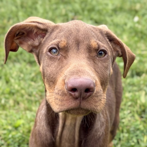 Enzo, an adoptable Labrador Retriever in Jefferson, WI