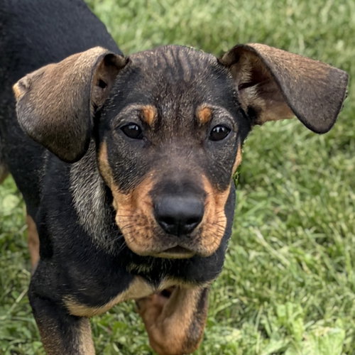Ella, an adoptable Unknown breed in Jefferson, WI