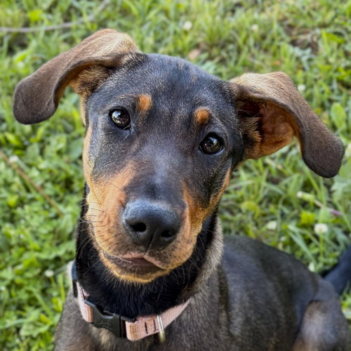 Ella, an adoptable Unknown breed in Jefferson, WI