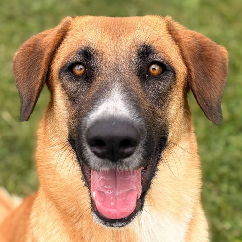 Priscilla, an adoptable Shepherd in Jefferson, WI