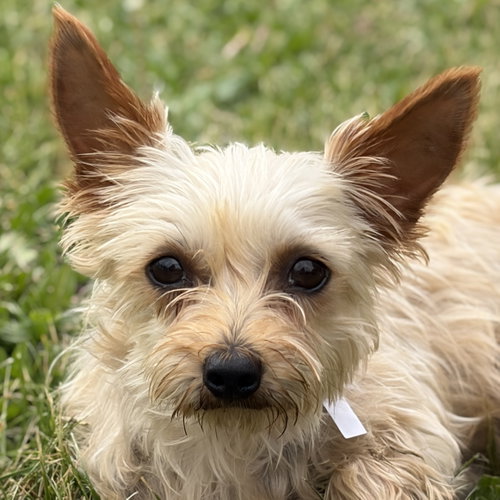 Maggie, an adoptable Yorkshire Terrier Yorkie in Jefferson, WI
