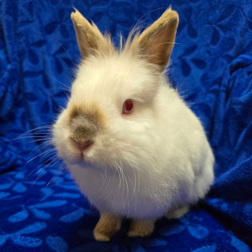 Fred - Name Your Own Adoption Fee!
