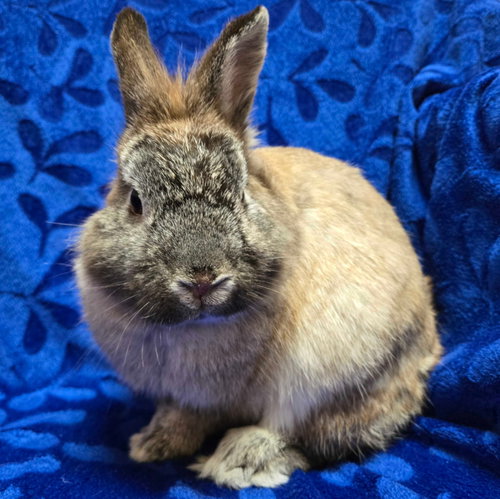 Ricky - Name Your Own Adoption Fee!
