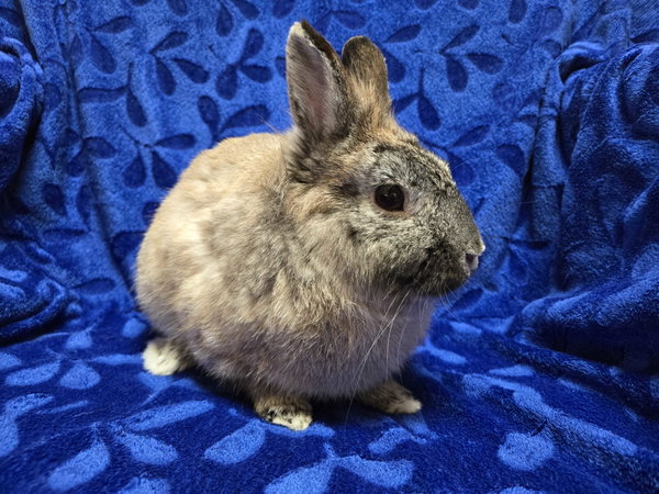 Ricky - Name Your Own Adoption Fee!