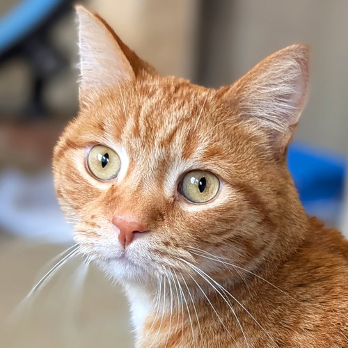 Ferdinand, an adoptable Domestic Short Hair in Jefferson, WI