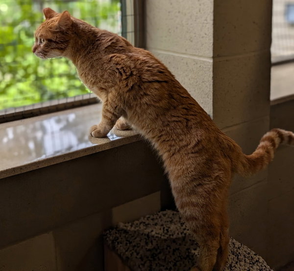 Ferdinand - Working Cat!