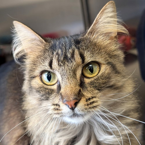 Willa, an adoptable Domestic Medium Hair in Jefferson, WI