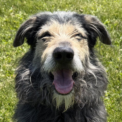 Bernie, an adoptable Irish Wolfhound in Jefferson, WI