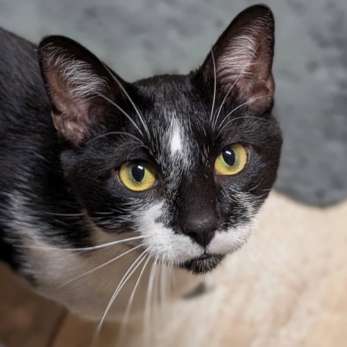 Koko, an adoptable Domestic Short Hair in Jefferson, WI