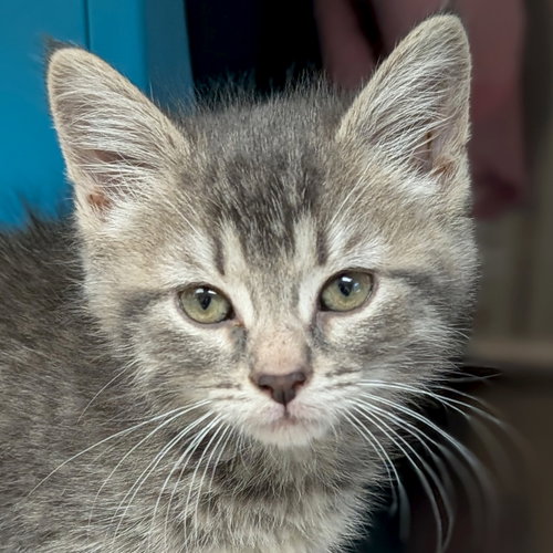 Bees Knees - Reduced Fee!, an adoptable Domestic Short Hair in Jefferson, WI