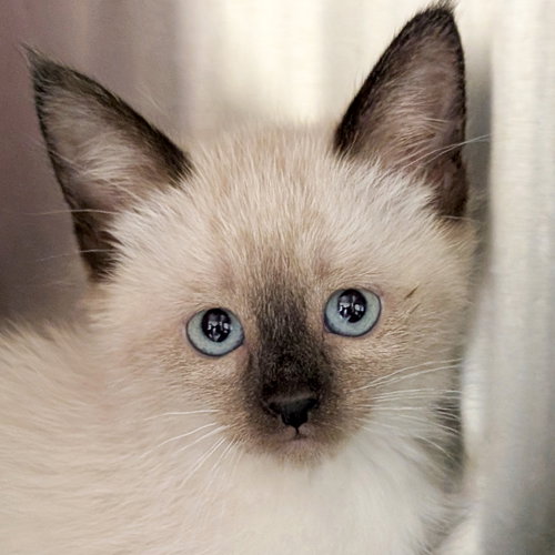 Da Bomb - Reduced Fee!, an adoptable Domestic Short Hair in Jefferson, WI