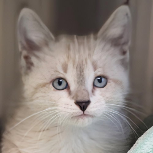 Boo-Yah - Reduced Fee!, an adoptable Domestic Short Hair in Jefferson, WI