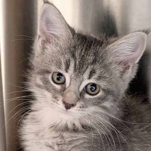 Cool Beans - Reduced Fee!, an adoptable Domestic Short Hair in Jefferson, WI