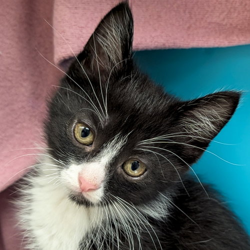 Home Slice, an adoptable Domestic Short Hair in Jefferson, WI