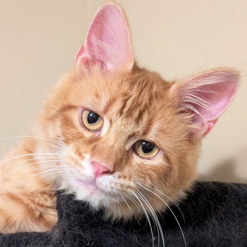 Cain, an adoptable Domestic Medium Hair in Jefferson, WI