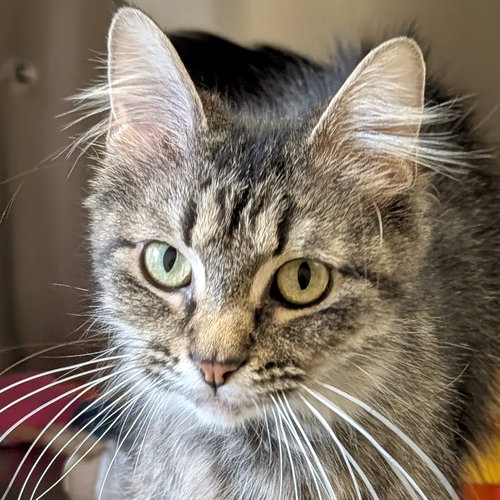Groovy - Adoption Fee Paid!, an adoptable Domestic Medium Hair in Jefferson, WI