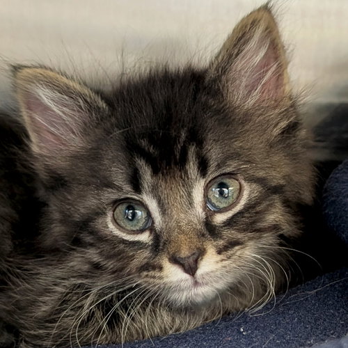 Kitdos - Reduced Fee!, an adoptable Domestic Medium Hair in Jefferson, WI